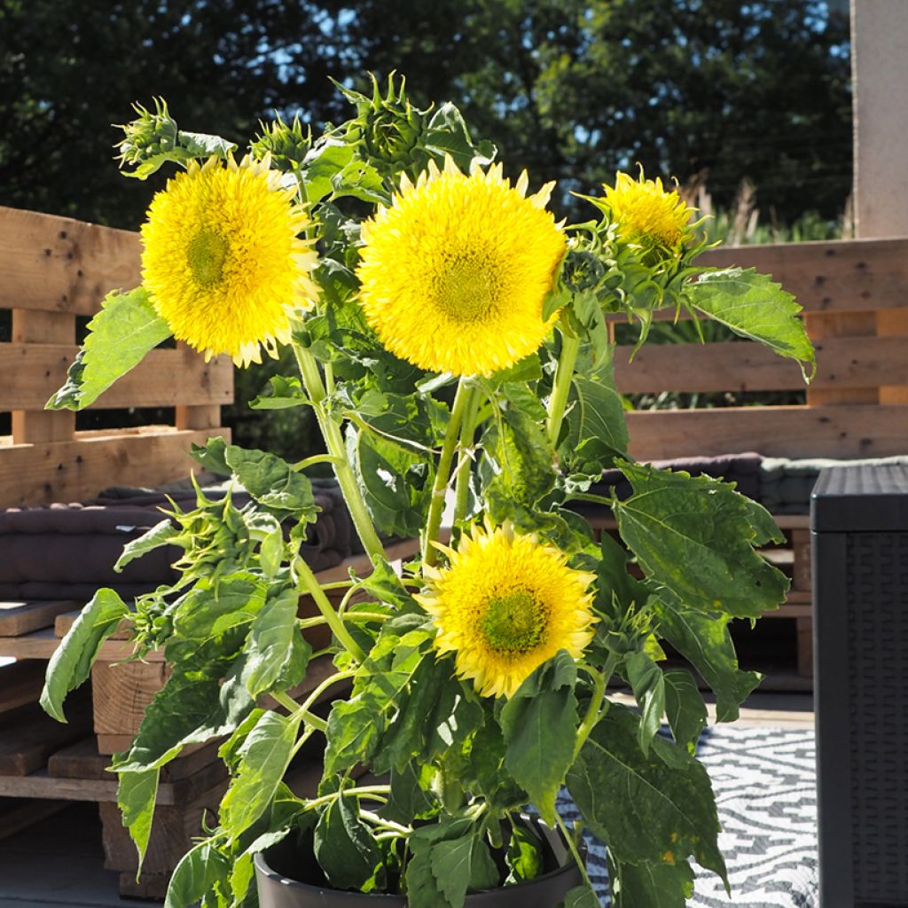 Sunflower Gummy Bear seeds - Helianthus annuus