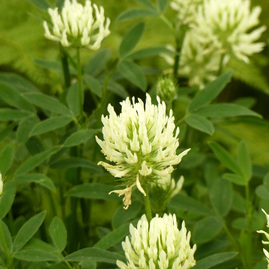 Trifolium ochroleucon seeds - Sulphur Clover