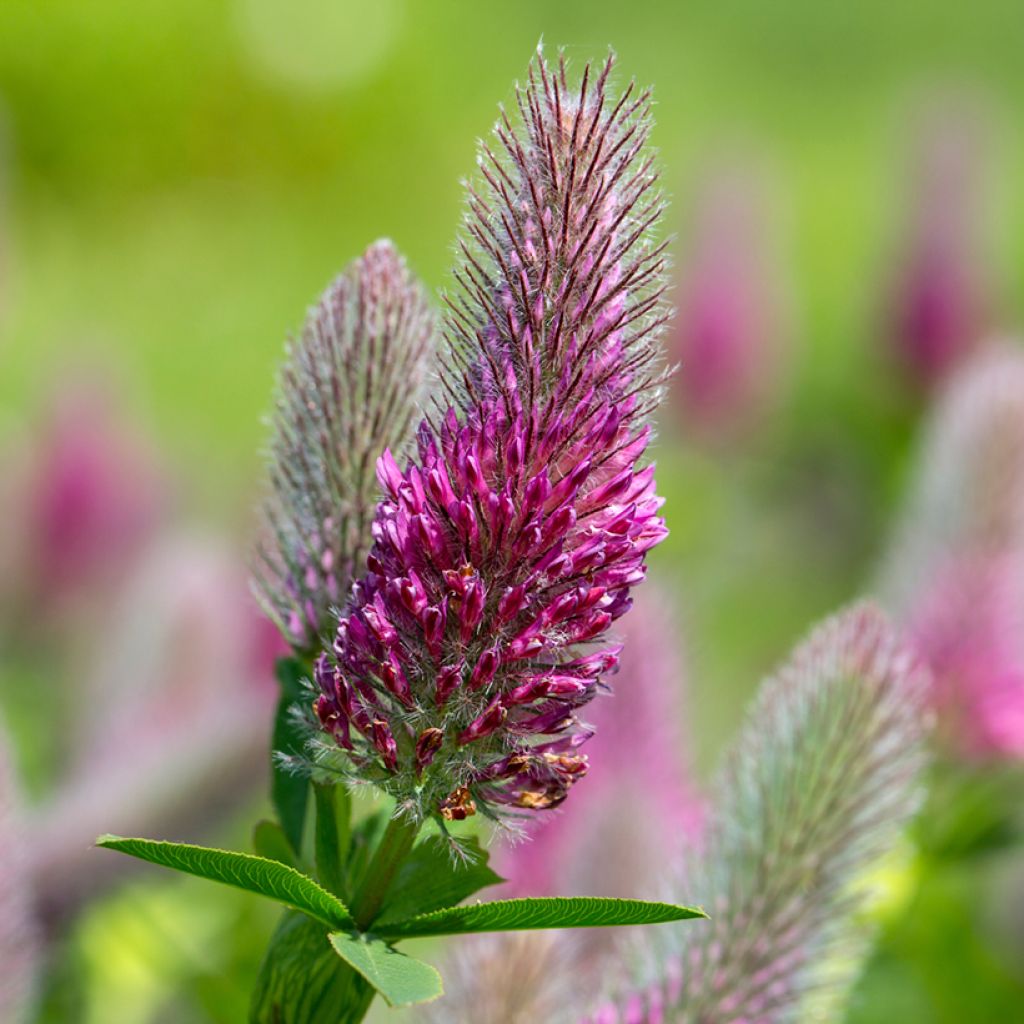 Trifolium rubens Seeds - Ruddy clover