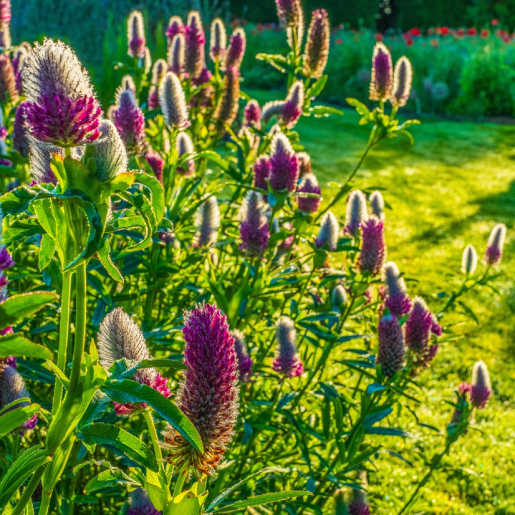 Trifolium rubens Seeds - Ruddy clover