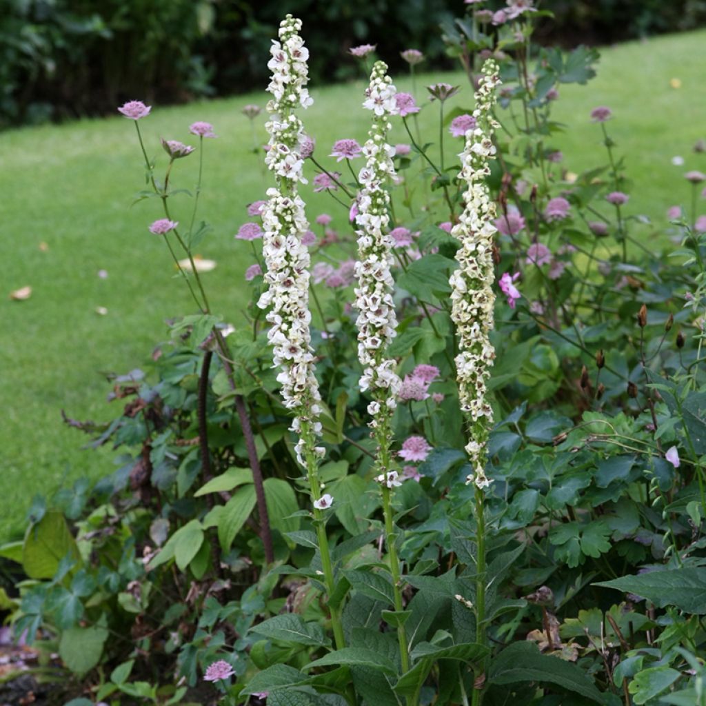 Verbascum chaixii Album Seeds - White nettle-leaved mullein