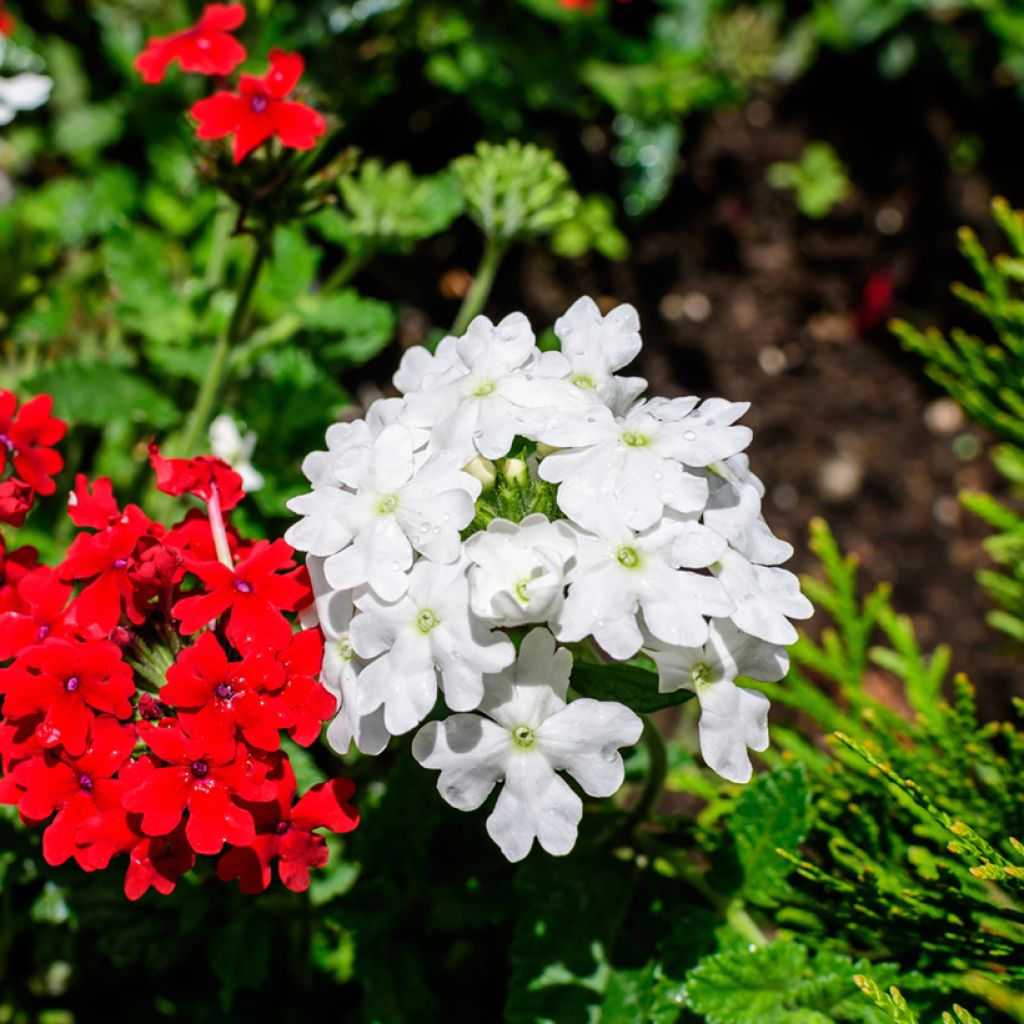 Verbena Scentsation White seeds