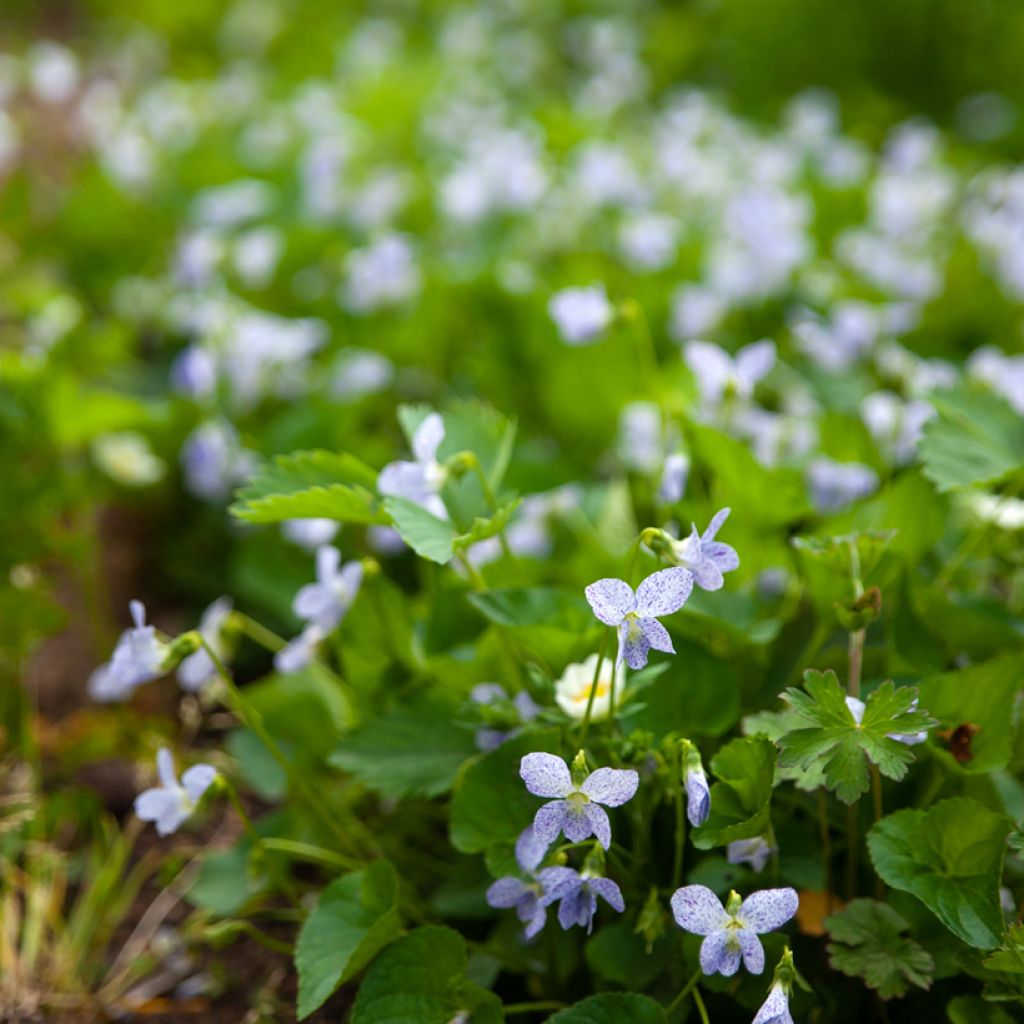 Viola sororia Freckles Seeds - Common blue violet