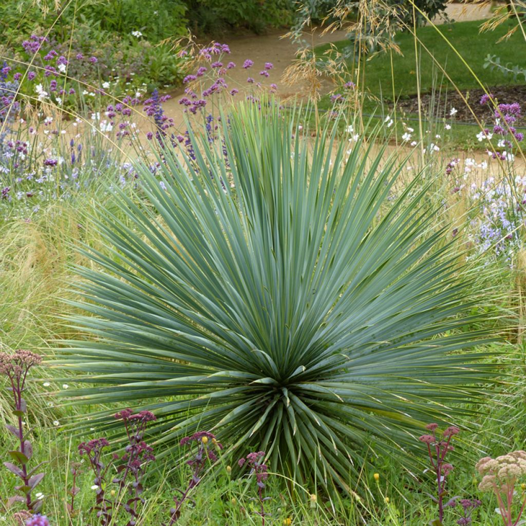 Yucca rostrata seeds - Beaked Yucca