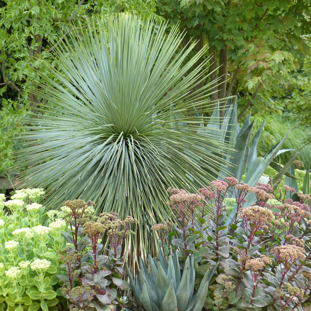 Yucca rostrata seeds - Beaked Yucca