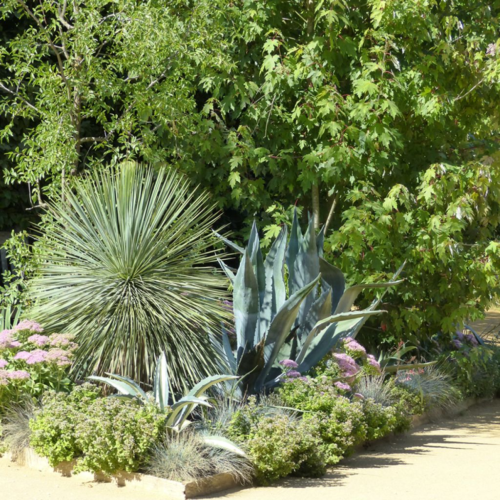 Yucca rostrata seeds - Beaked Yucca