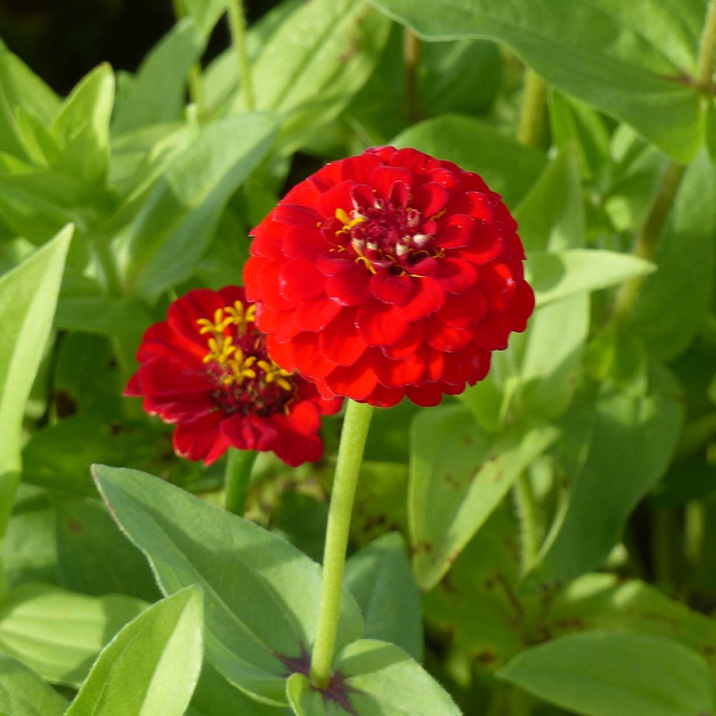 Zinnia elegans Lilliput Scarlet Gem Seeds