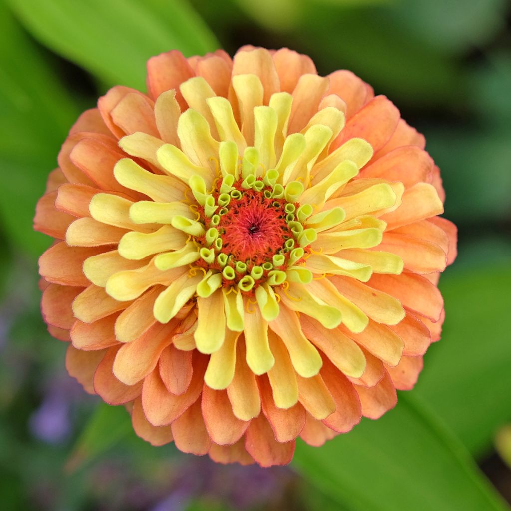 Zinnia elegans Queen Lime Orange