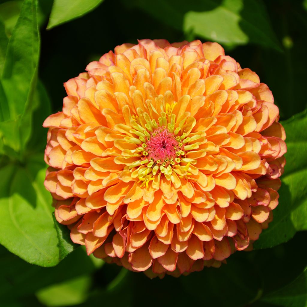 Zinnia elegans Queen Lime Orange