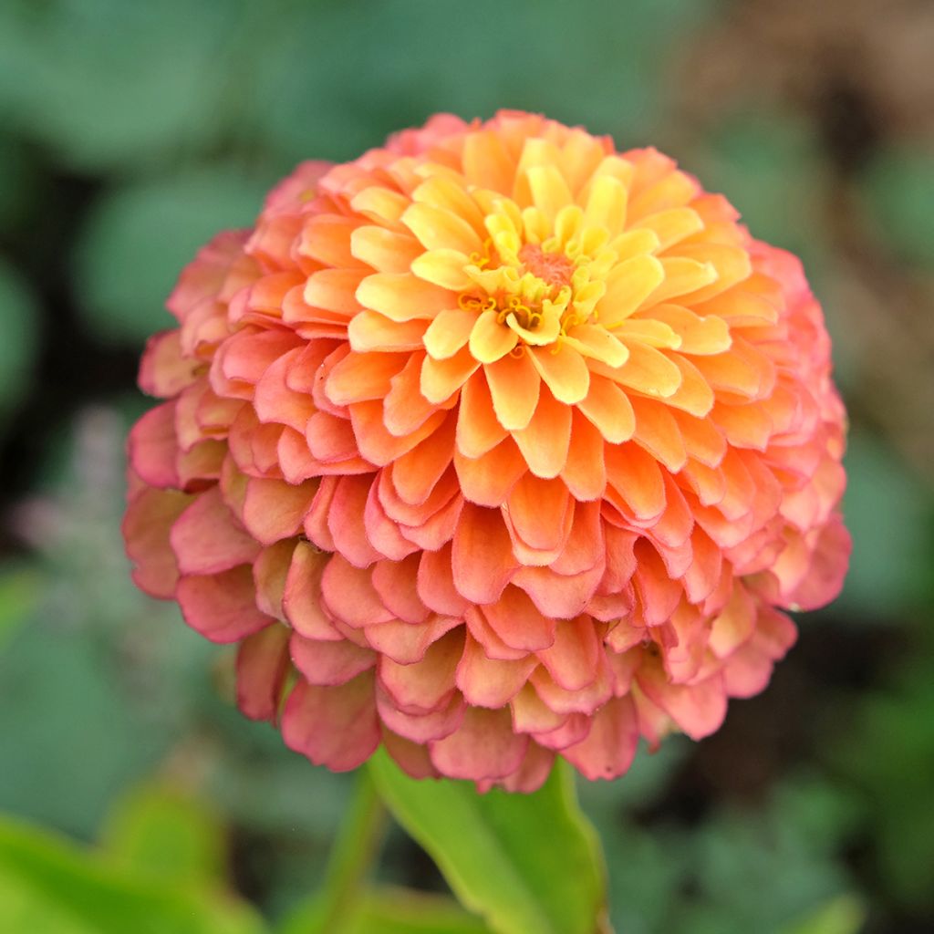 Zinnia elegans Queen Lime Orange