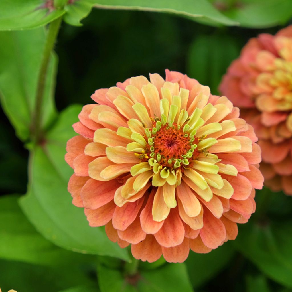 Zinnia elegans Queen Lime Orange