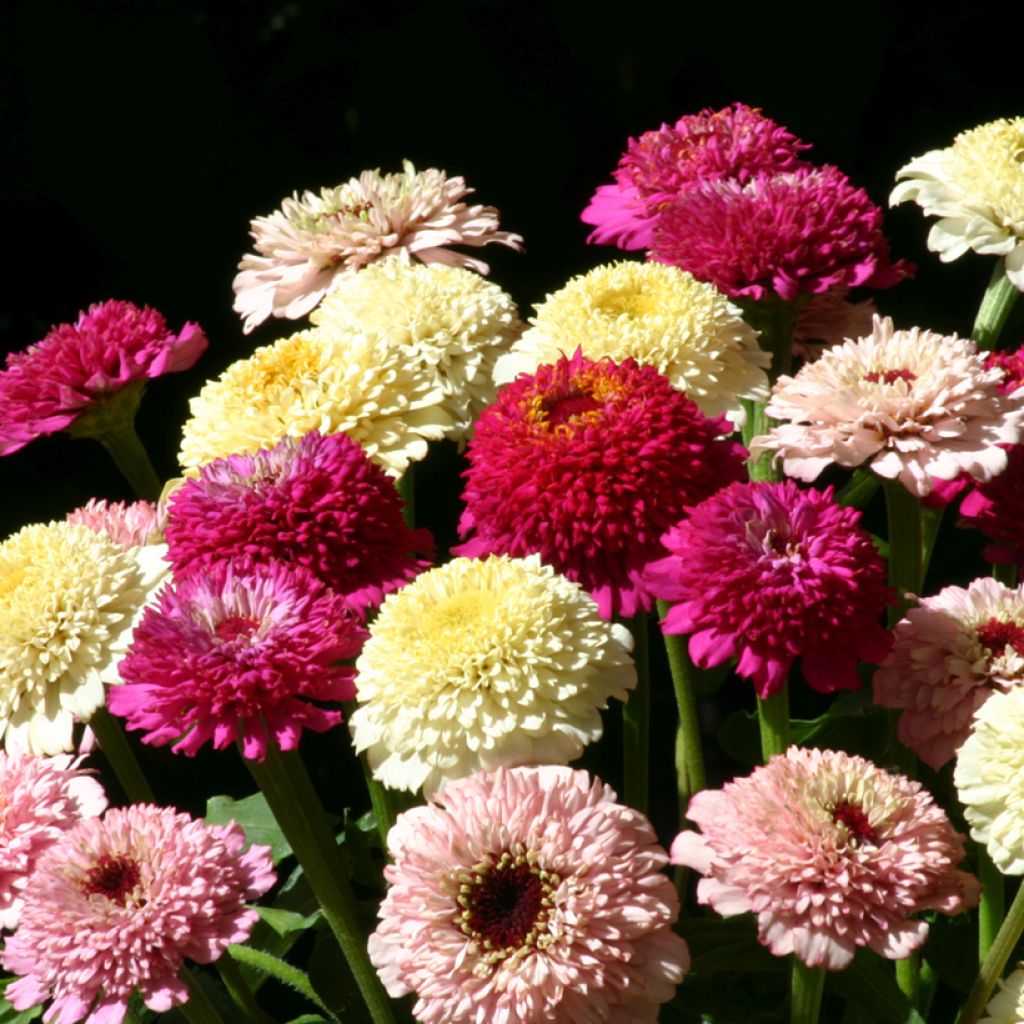 Zinnia elegans Zinderella Fashion seeds