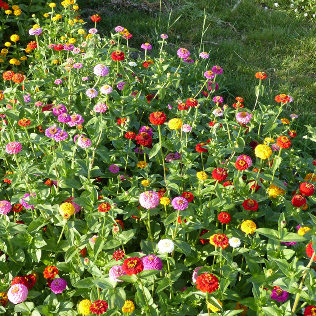 Zinnia elegans Lilliput mix