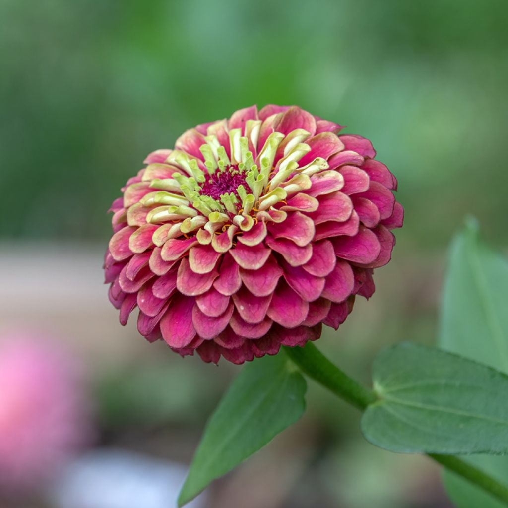 Zinnia elegans Queen Red Lime Seeds