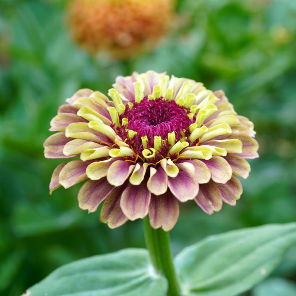 Zinnia elegans Queen Red Lime Seeds