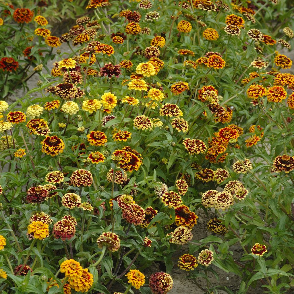 Zinnia haageana Jazzy Mix - seeds