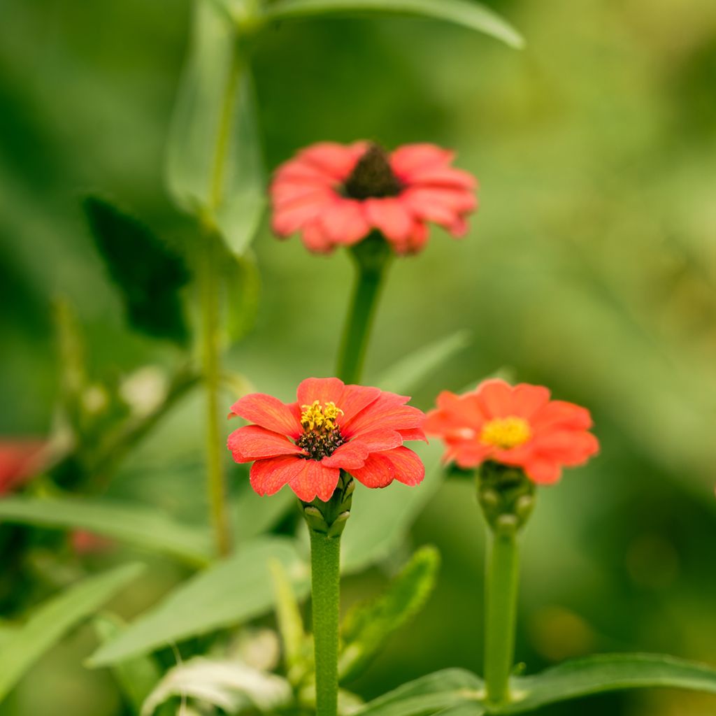 Zinnia peruviana Andes Jewel - seeds