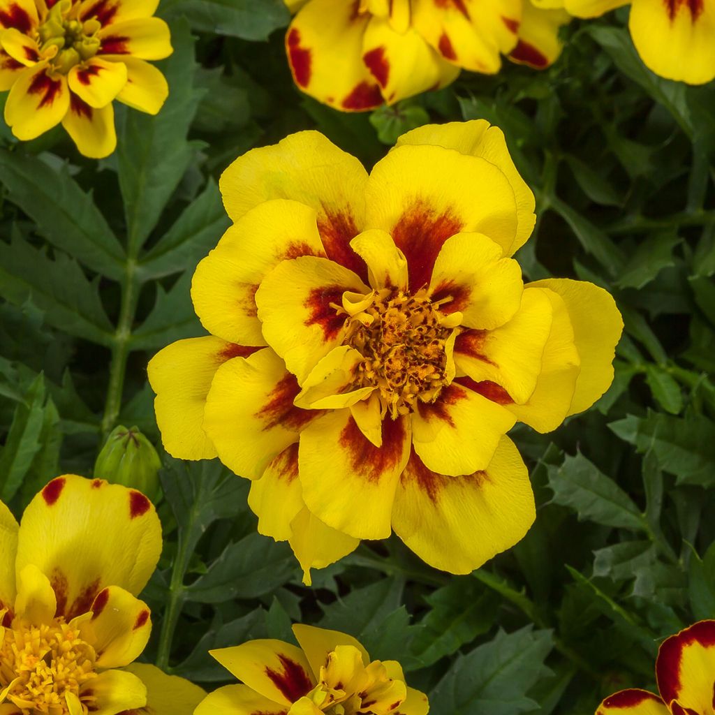 French marigold Alumia Crème Brulee - Tagetes patula 