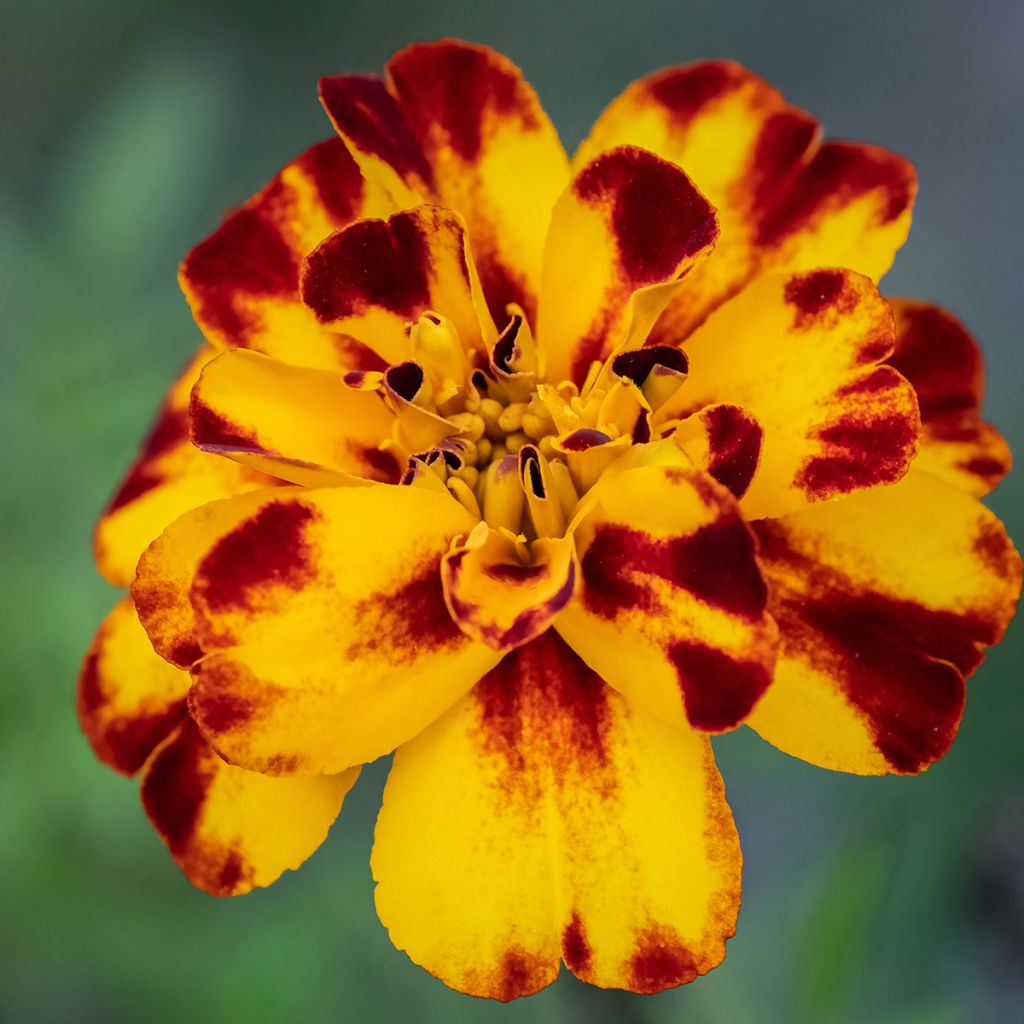 French marigold Alumia Crème Brulee - Tagetes patula 