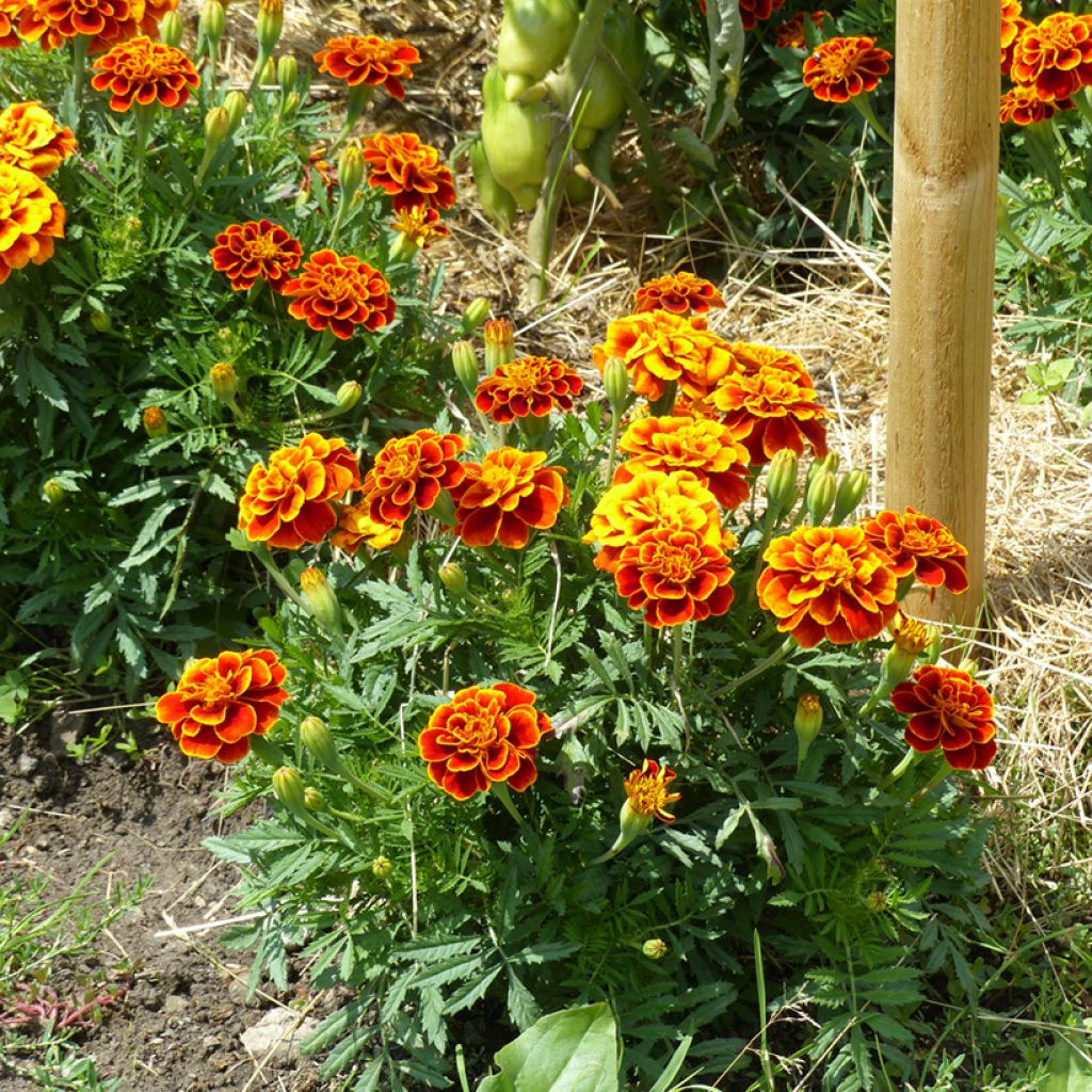 French marigold Queen Sophia - Tagetes patula seeds