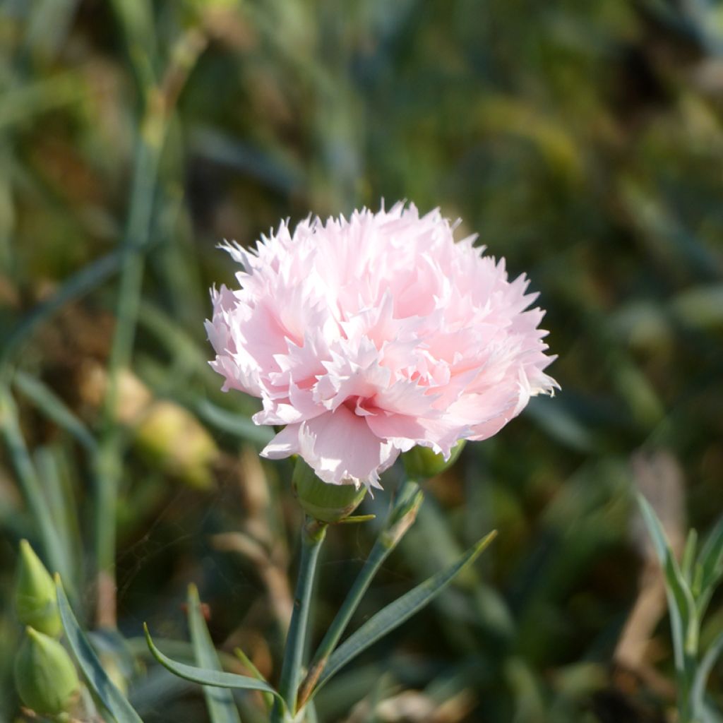 Dianthus caryophyllus Chabaud La France - Carnation seeds