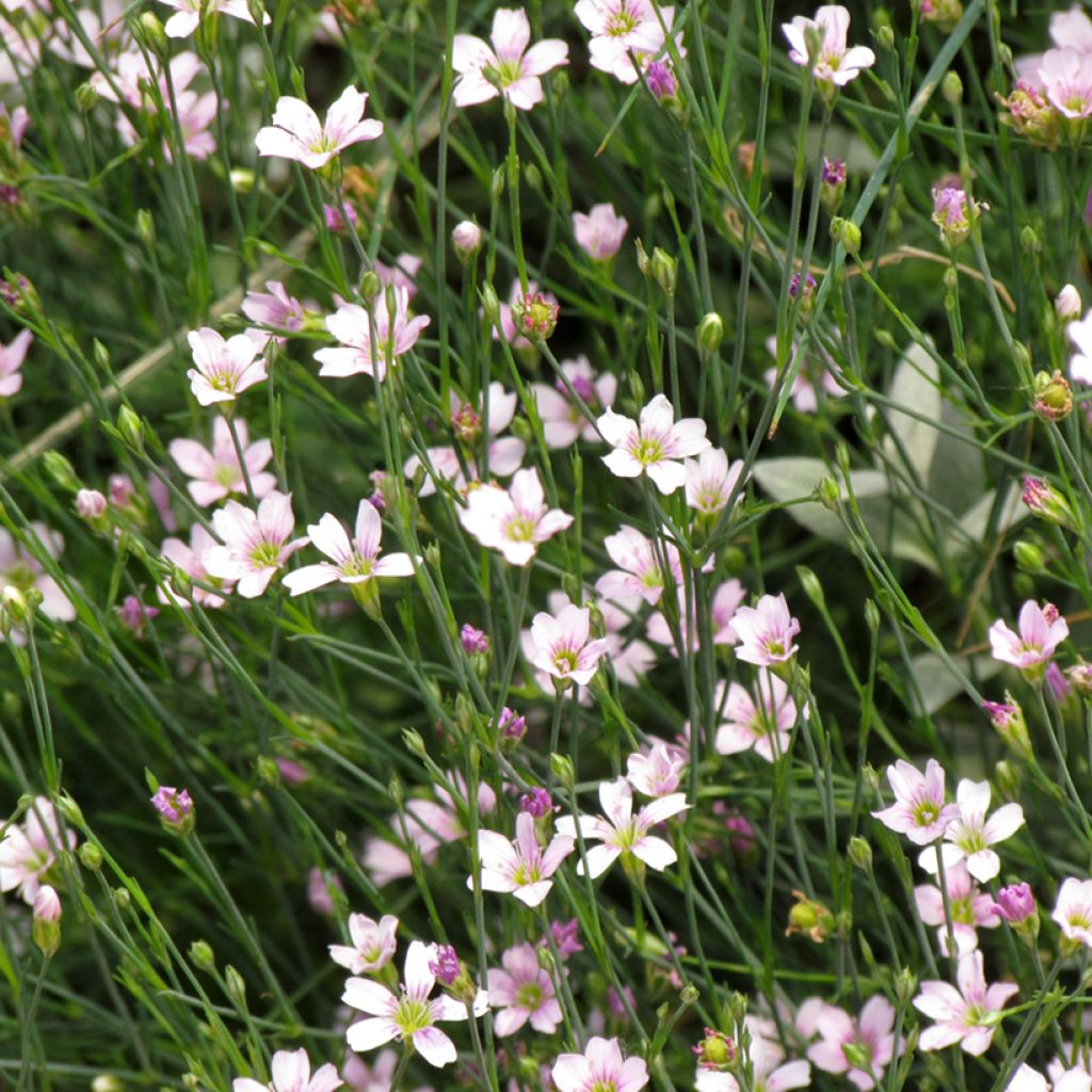 Petrorhagia saxifraga Seeds - Tunic flower