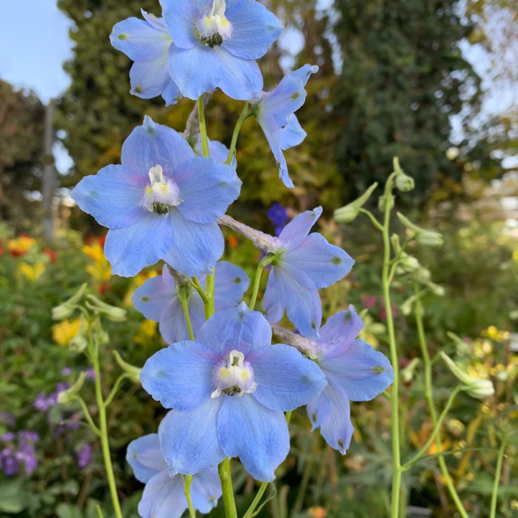 Dwarf Larkspur Summer Blues Seeds - Delphinium grandiflorum