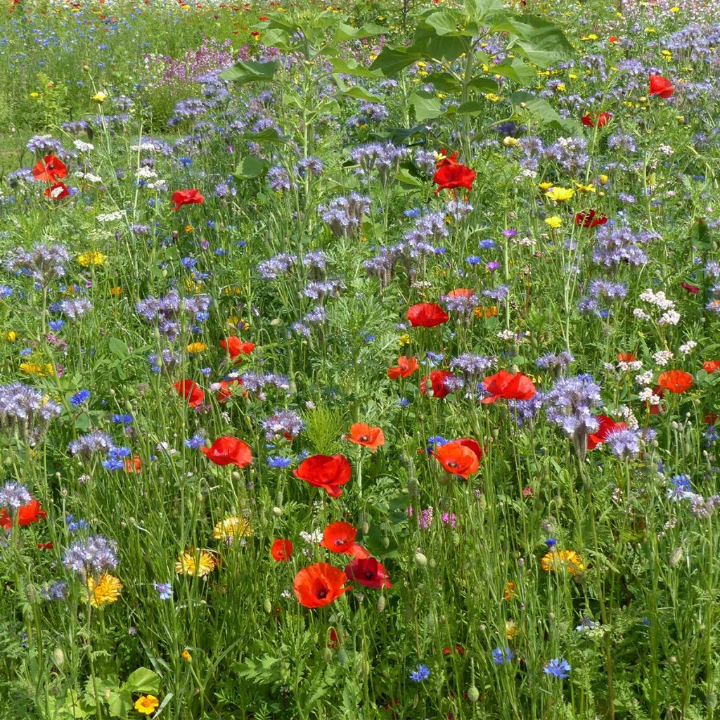 Oxipoli Seeds - Mix of nectar-rich and honey-producing annual flowers to cover 40m²