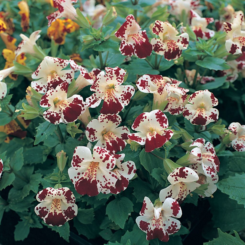 Mimulus Monkey Magic F1 Seeds - Monkey flower