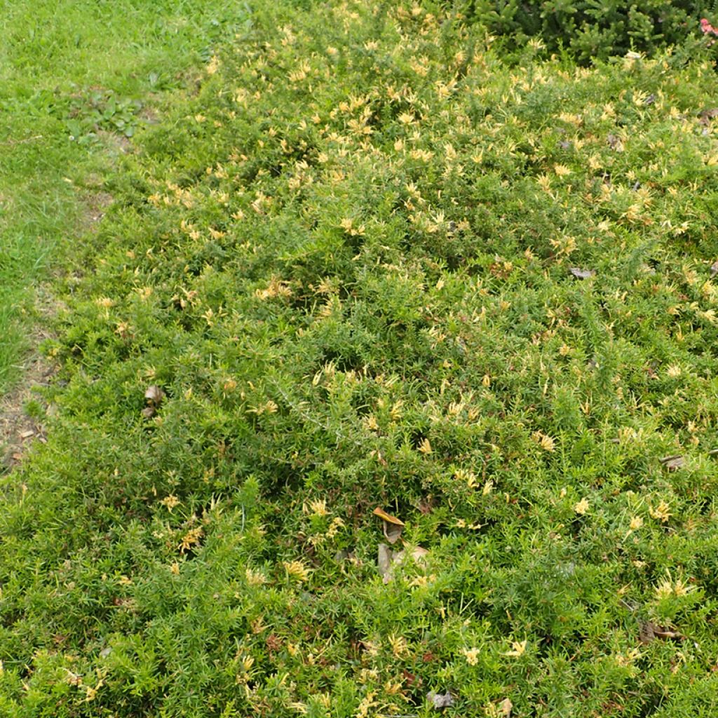 Grevillea prostrata Aurea