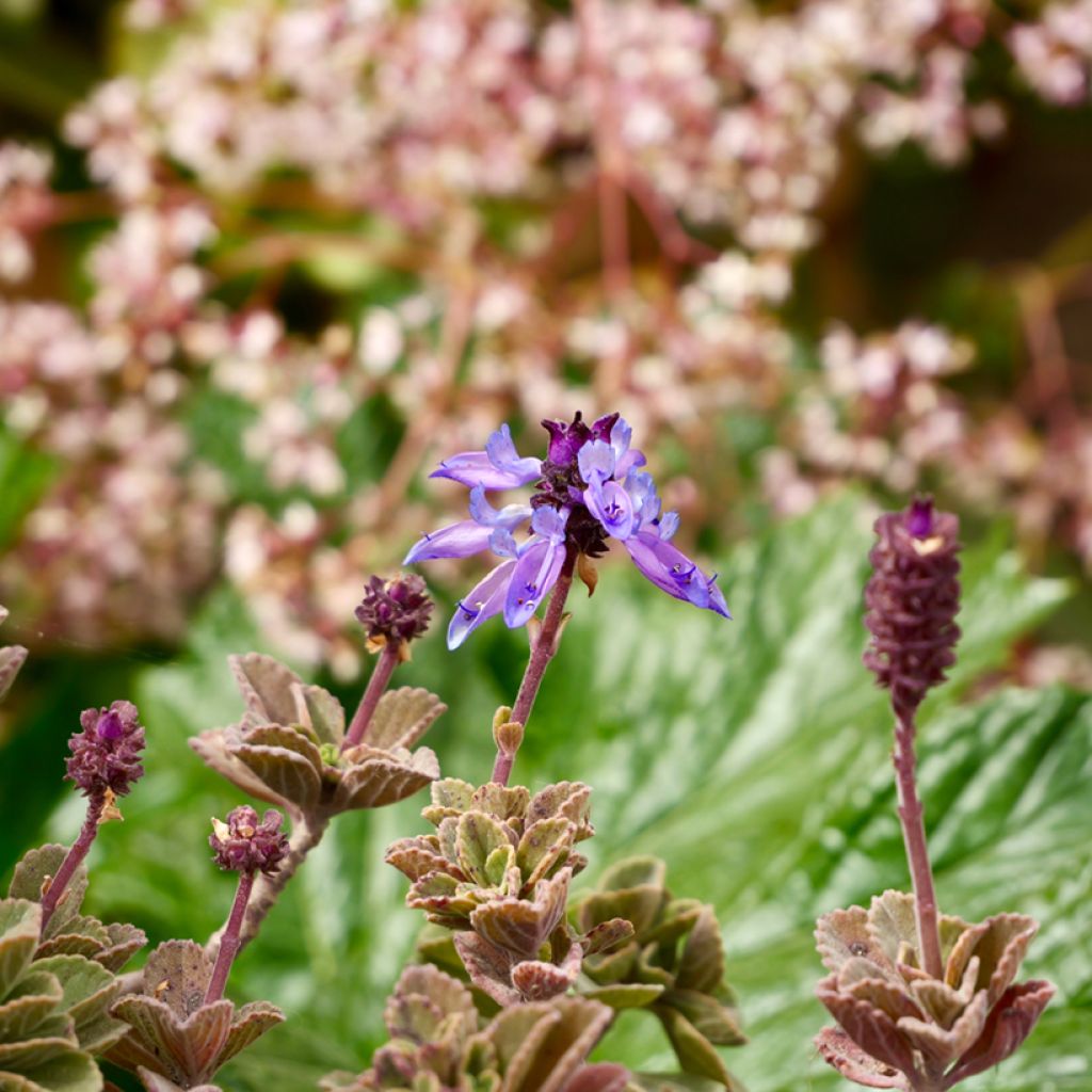 Mexican mint - Plectranthus amboinicus