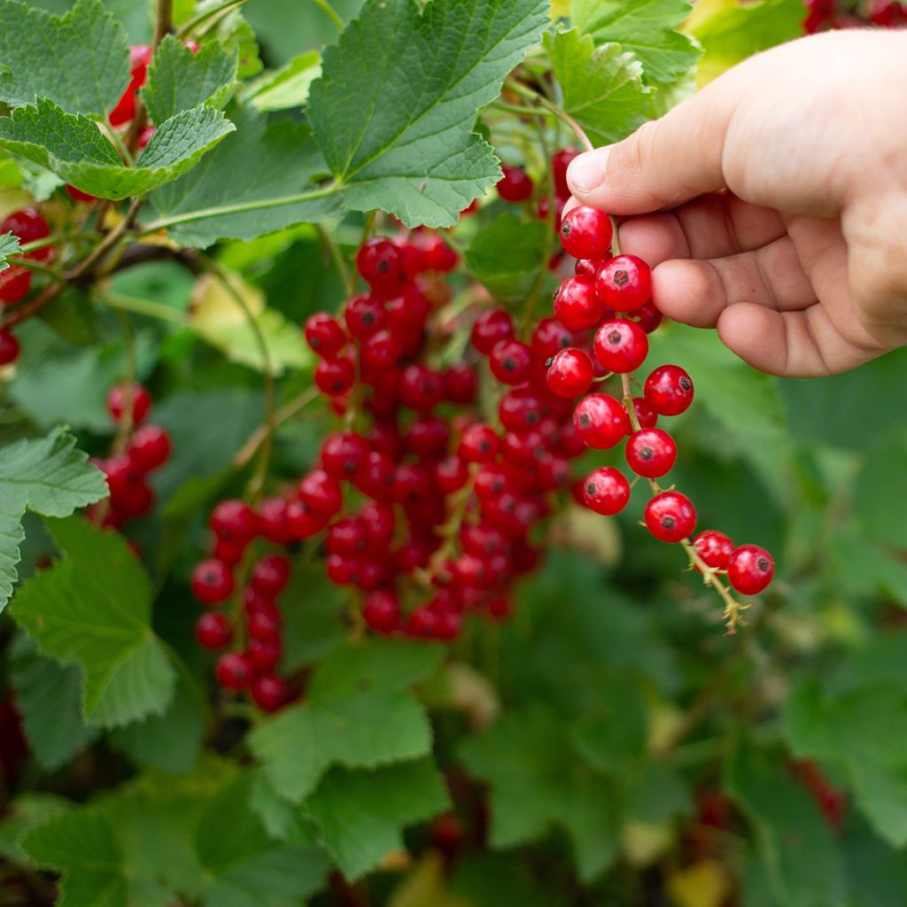 Redcurrant Jonkheer van Tets - Ribes rubrum