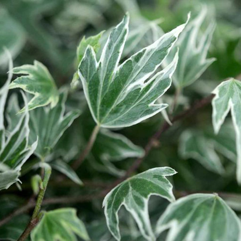 Hedera helix White Ripple - English Ivy