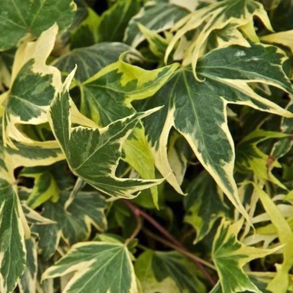 Hedera helix Yellow Ripple - English Ivy