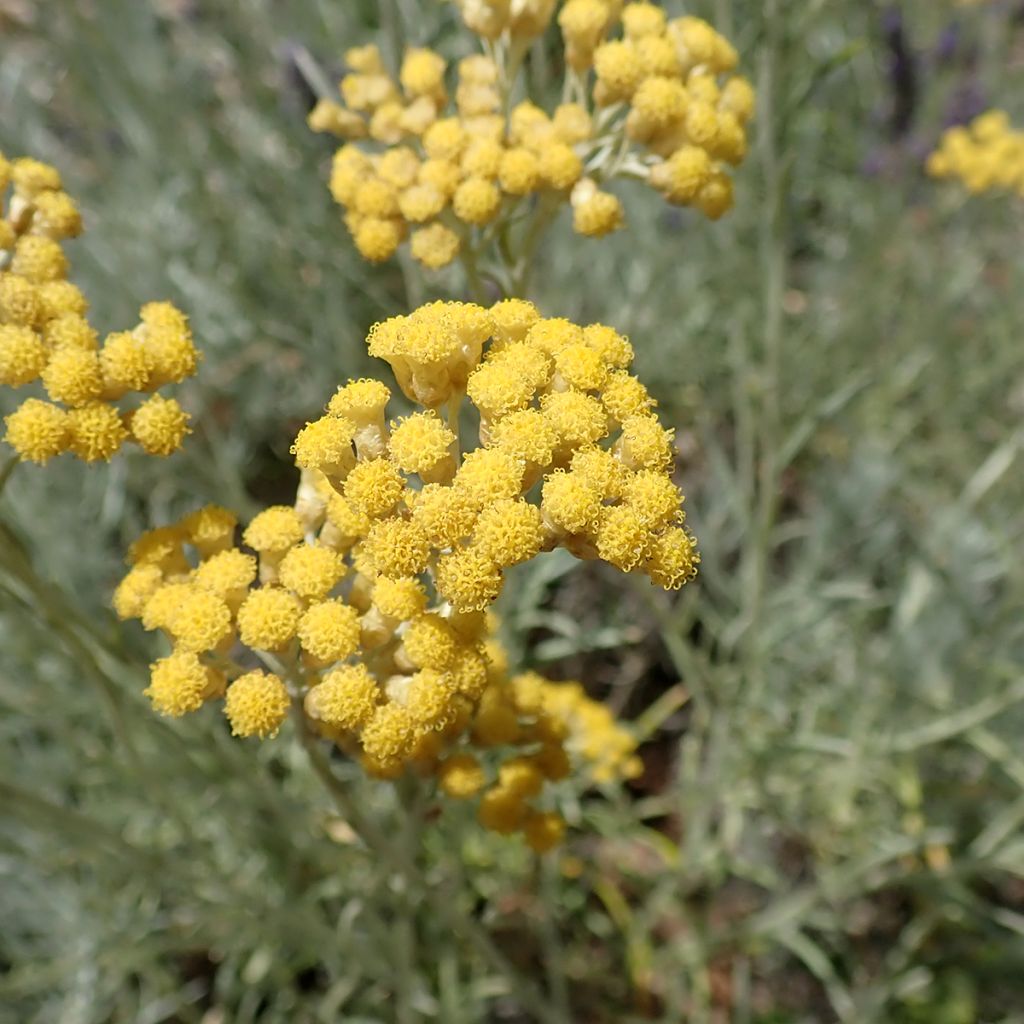 Helichrysum italicum subsp. serotinum 