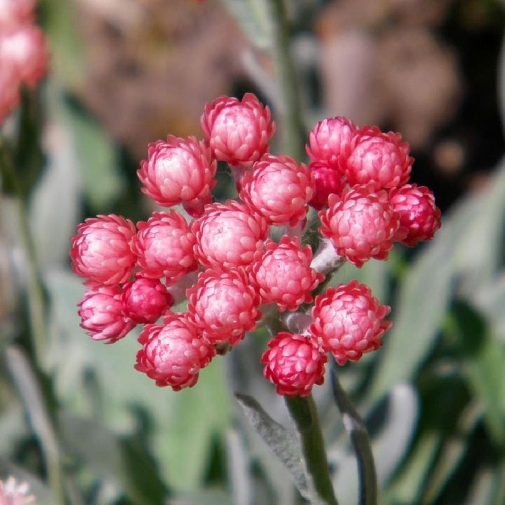 Helichrysum amorginum Ruby Cluster