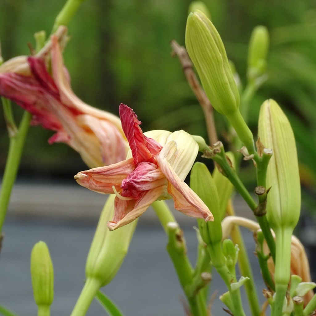 Hemerocallis Final Touch - Daylily