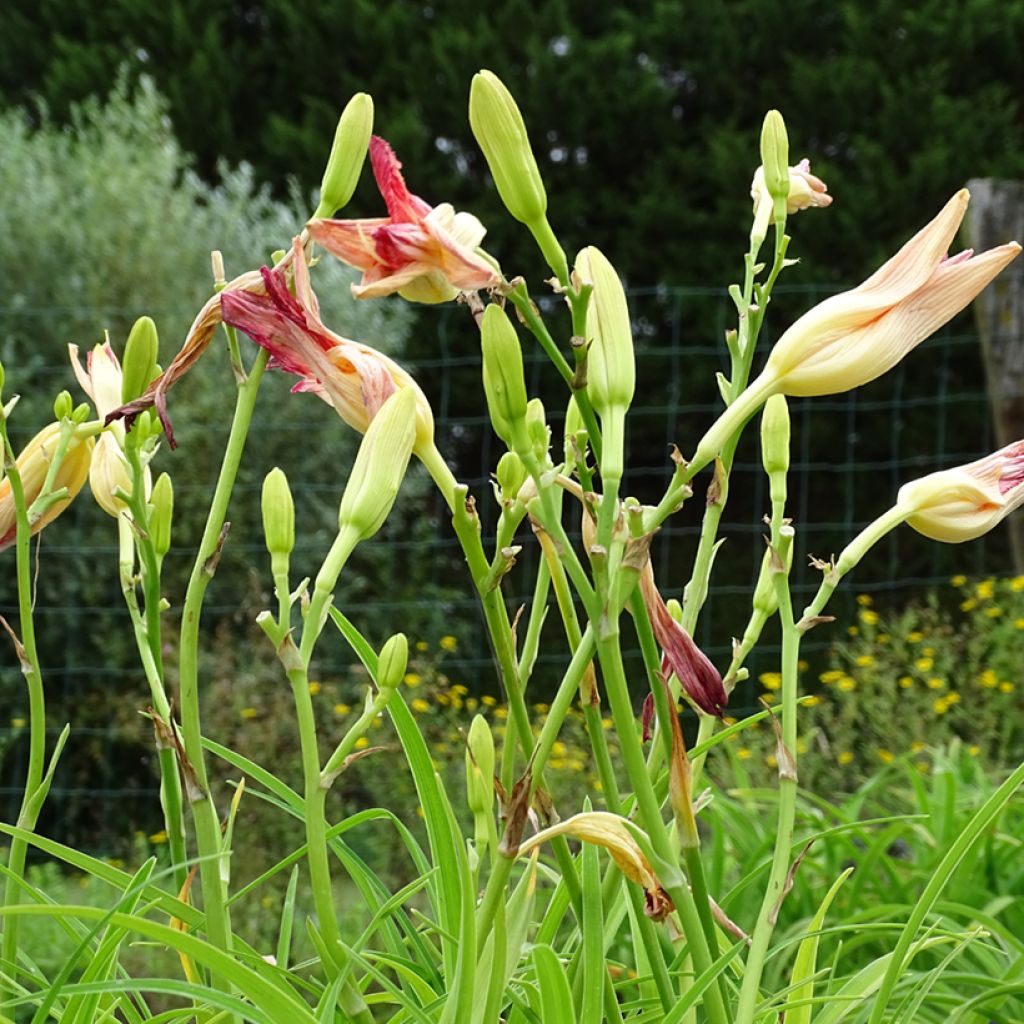 Hemerocallis Final Touch - Daylily