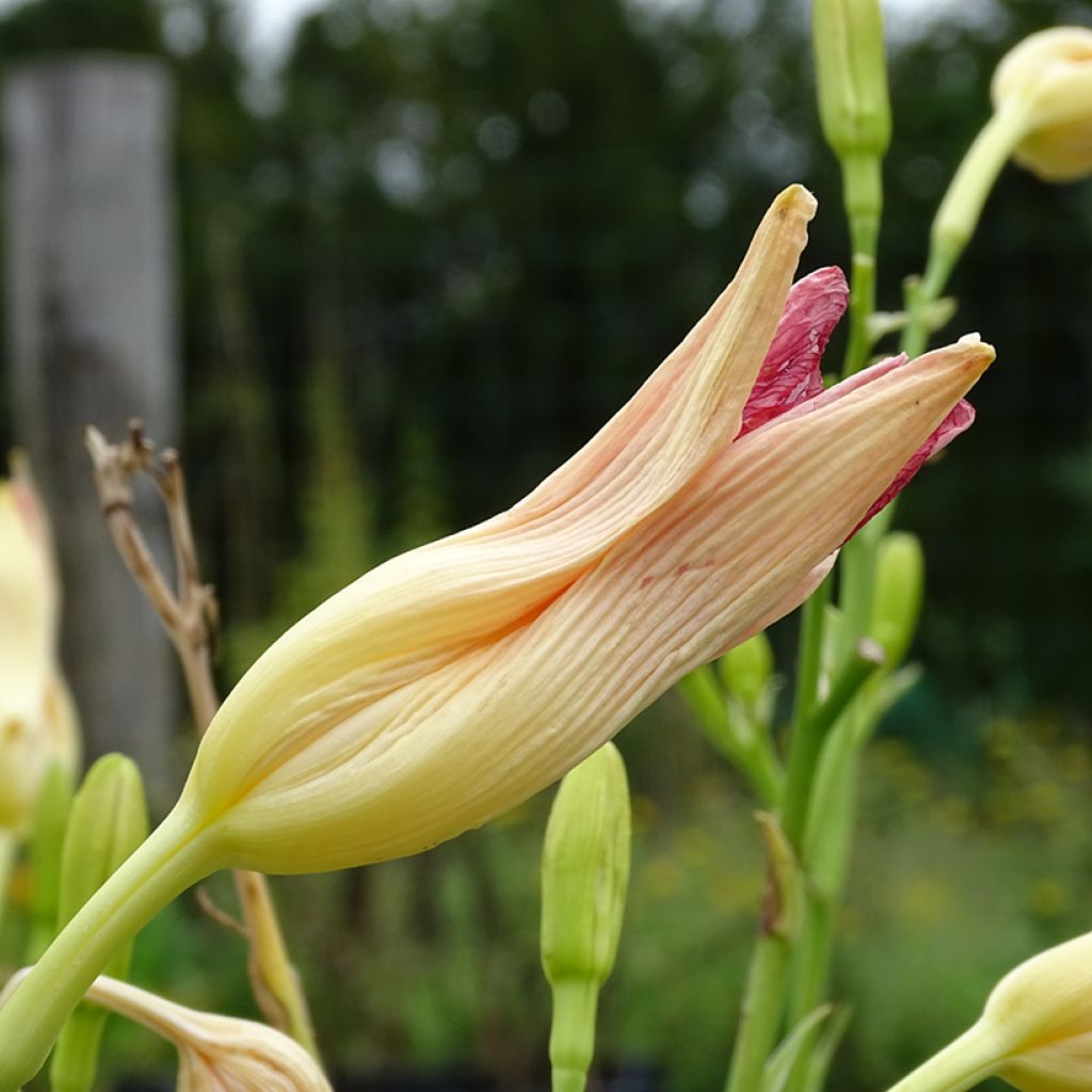 Hemerocallis Final Touch - Daylily