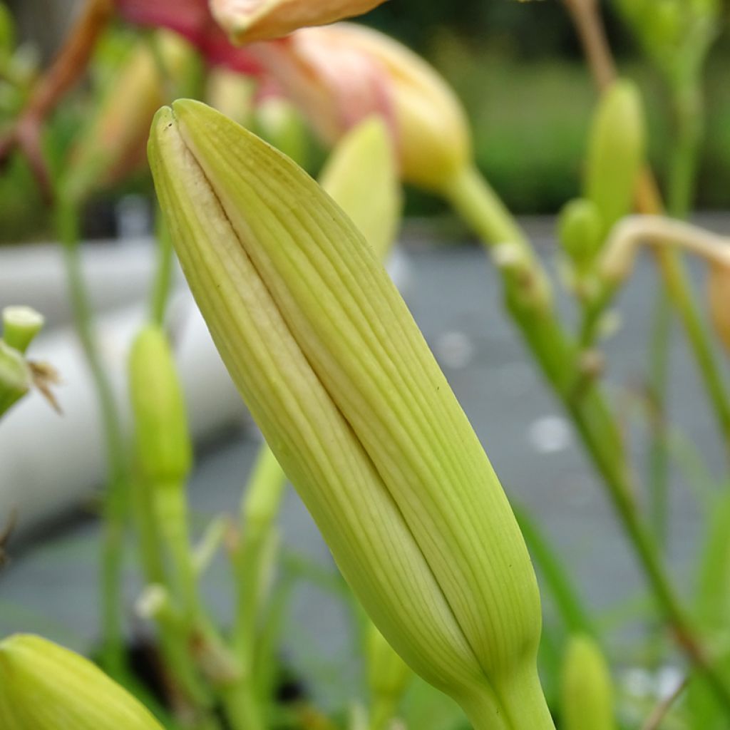 Hemerocallis Final Touch - Daylily