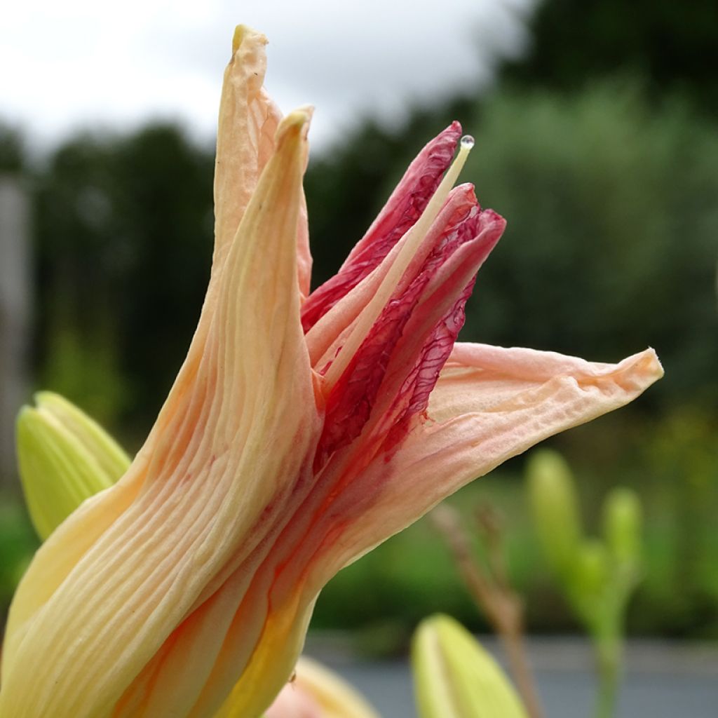 Hemerocallis Final Touch - Daylily