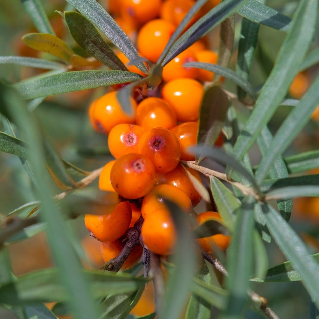 Hippophae rhamnoides Garden's Gift