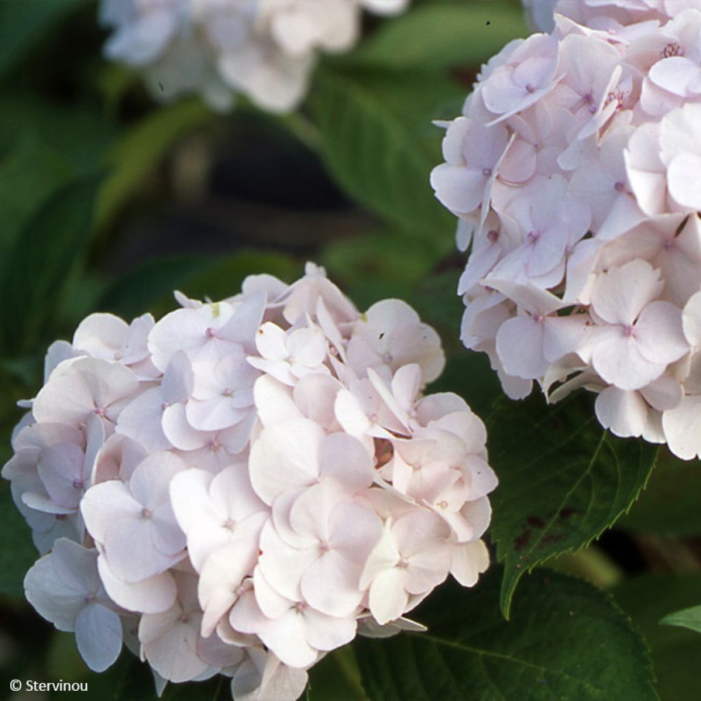 Hydrangea macrophylla Rahic