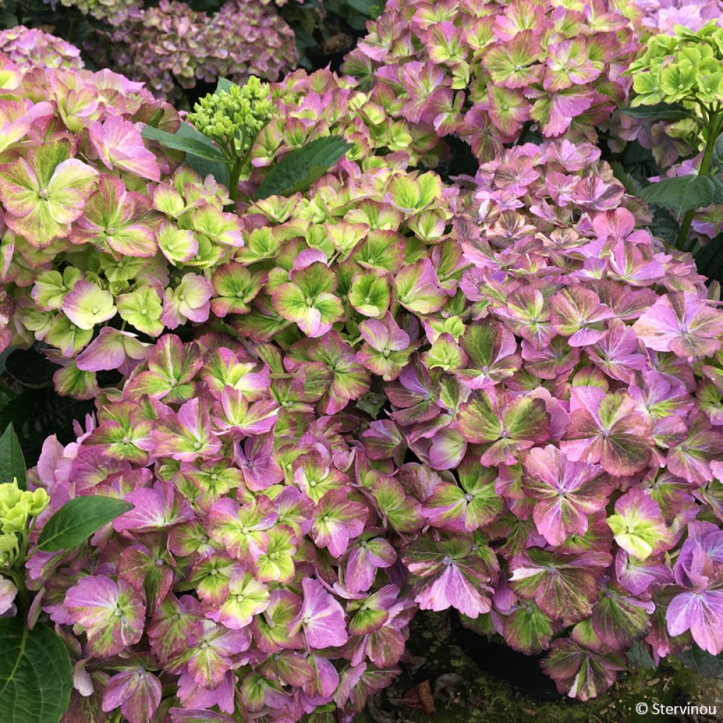 Hydrangea macrophylla Valvert