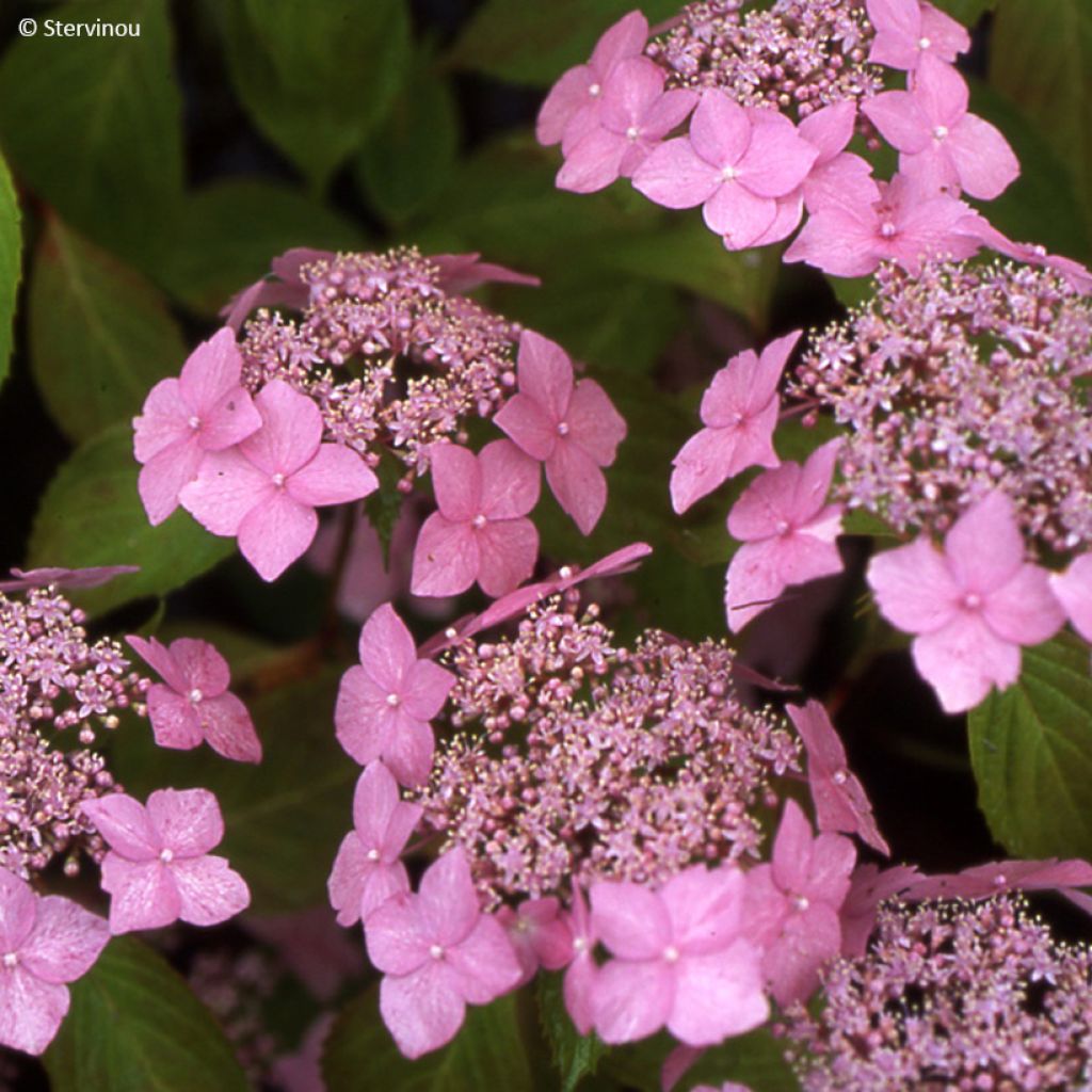 Hydrangea serrata Bleuet