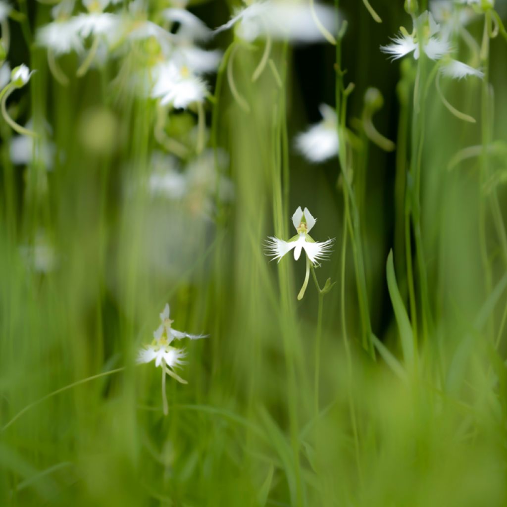 Habenaria radiata