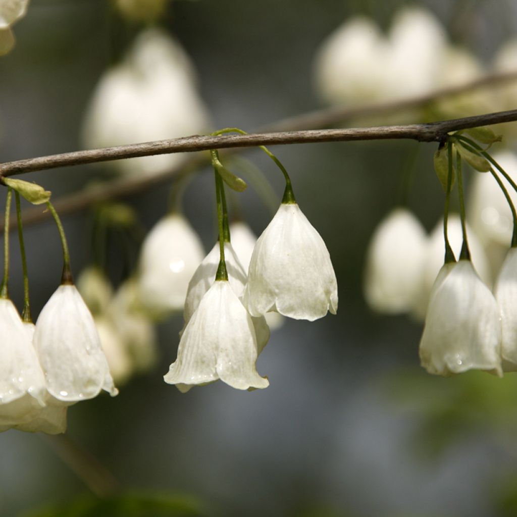 Halesia carolina var. monticola  