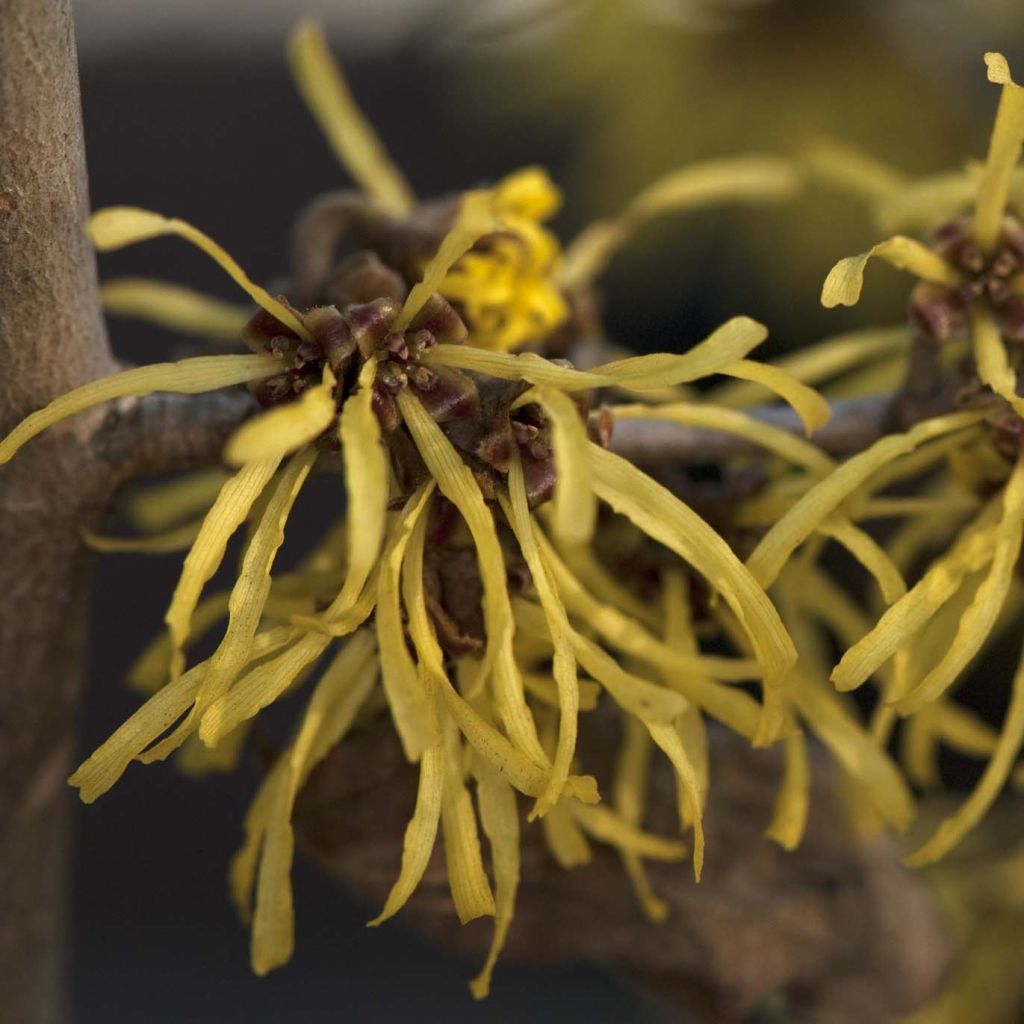 Hamamelis (x) intermedia Westerstede