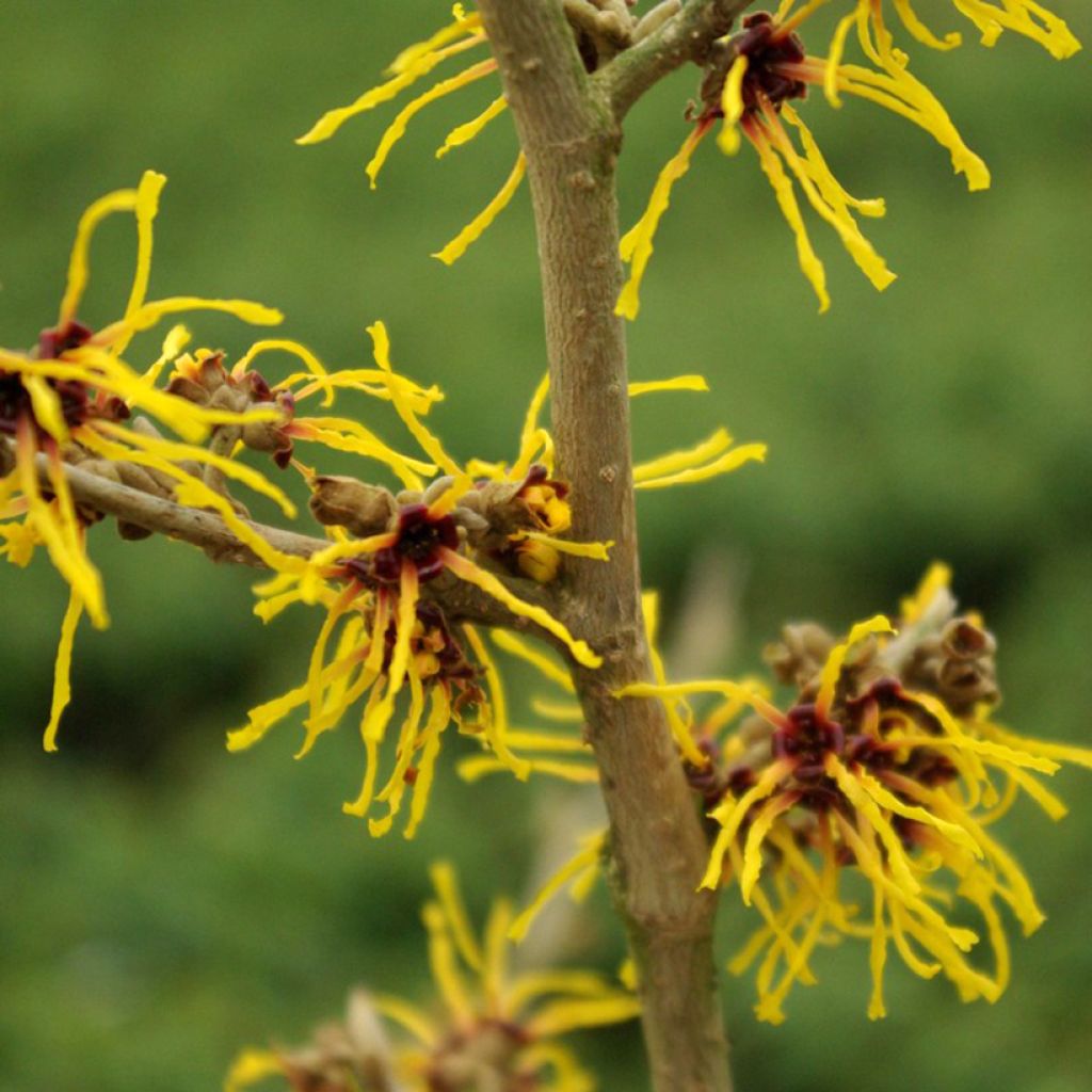 Hamamelis intermedia Barmstedt Gold