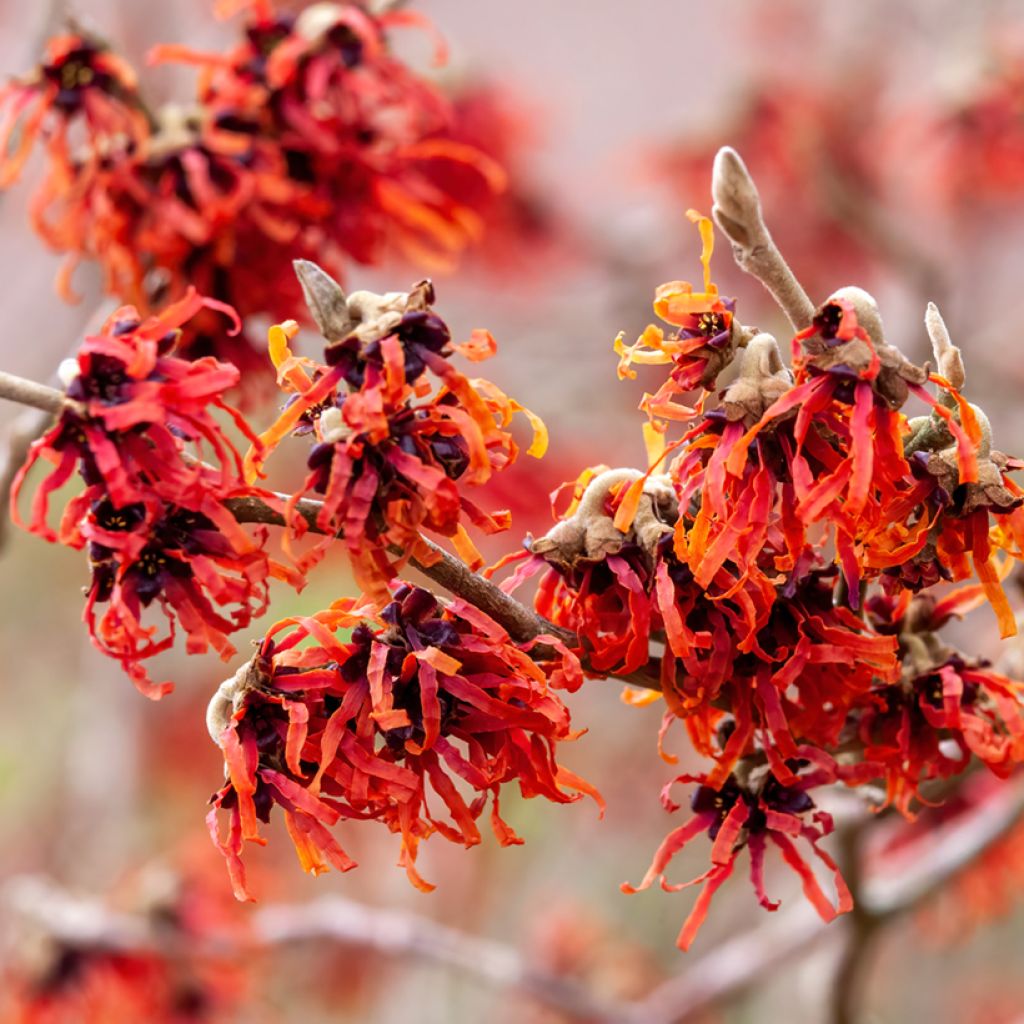 Hamamelis intermedia Diane - Witch Hazel